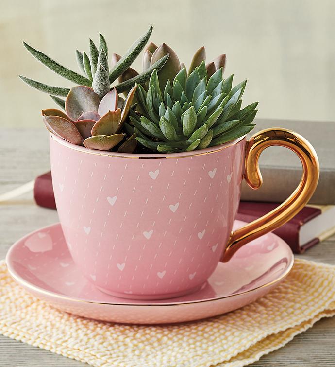 Teacup with Succulents 